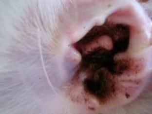 宠物耳螨治疗,费用无忧解忧方案