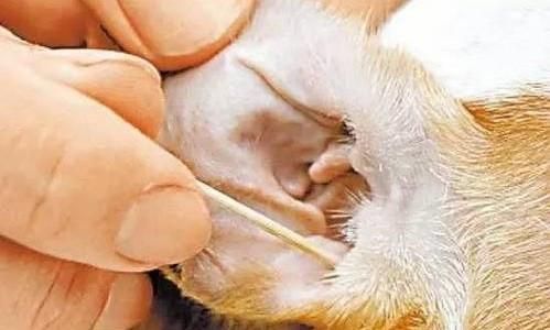 宠物主人:如何识别狗狗耳螨?