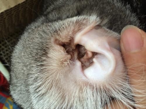 猫咪耳螨会传染宠物?了解症状及预防!