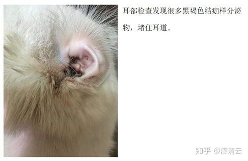 猫咪耳螨会传染宠物?了解症状及预防!