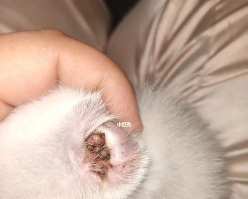 宠物猫耳螨的严重性及治疗方法（了解猫耳螨的症状和治疗方式）
