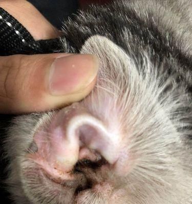 宠物猫耳螨的严重性及治疗方法（了解猫耳螨的症状和治疗方式）