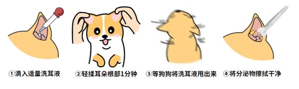 泰迪感染耳螨怎么治？