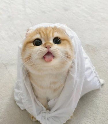 猫猫眼睛睁不开流眼泪的原因