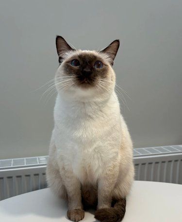 猫咪坠楼后可能会出现的问题