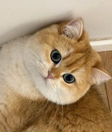 猫咪冲人顶屁股的原因