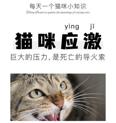 如何快速判断猫咪是否应激？