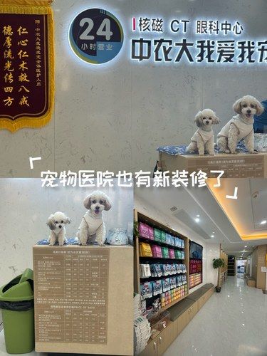 今天门口有两只超可爱的小泰迪哈