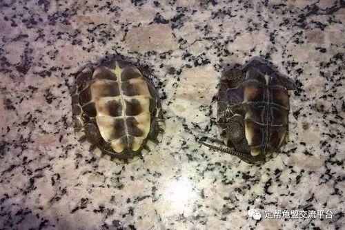 母乌龟自己能不能生蛋?