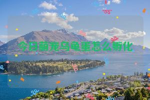 今日萌宠乌龟蛋怎么孵化