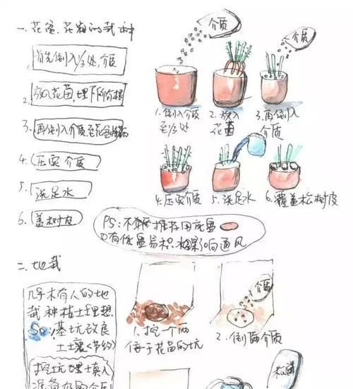 阿拉莫泥龟的饲养方法（健康成长需要注意的关键点）