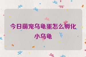 今日萌宠乌龟蛋怎么孵化小乌龟