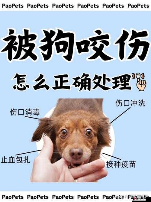 当狗狗的东西又硬又烫，我们该怎么办：紧急处理指南