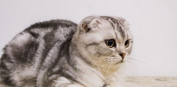 猫的饮食需求——一天需要吃多少肉（宠物猫的合理饮食对健康至关重要）