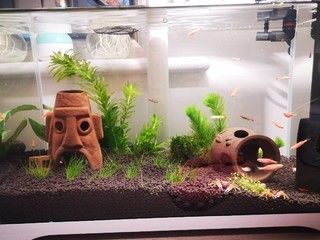水杨梅在鱼缸里怎么养好（水杨梅在鱼缸里怎么养好活） 祥龙水族医院