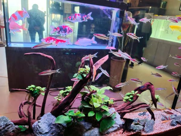 鱼缸爆藻的科学原理：如何选择合适的鱼缸灯对于爆藻至关重要 鱼缸百科 第3张