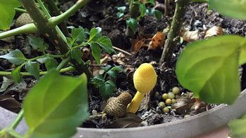花盆里长了蘑菇，别光想着吃，赶紧处理掉才是正解