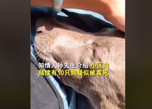宠物中毒速查急救法