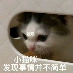 毛孩子健康红灯频亮？这些宠物营养品来护航