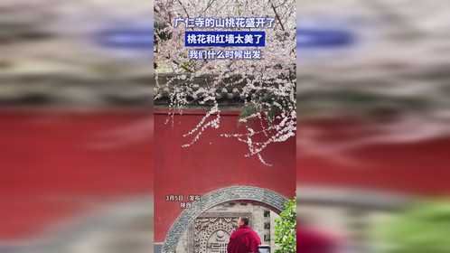 广仁寺的山桃花盛开了，桃花和红墙太美了！我们什么时候出发
