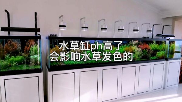 水体PH高也会影响水草发色的