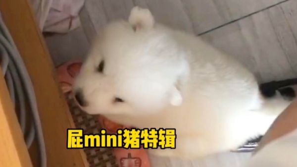迷你萨摩耶时期有多可爱！