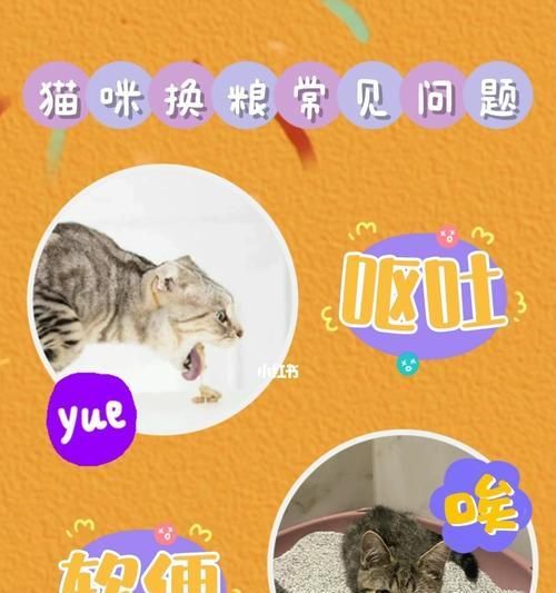 如何判断猫咪需要更换粮食（猫咪健康的重要性及换粮的正确方法）