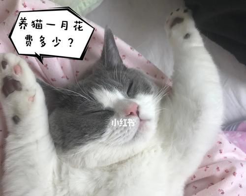 如何合理计算猫咪每日猫粮食量（掌握猫咪食量计算方法，让猫咪健康饮食）