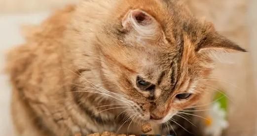 四个月大的猫一天需要多少猫粮（宠物养护指南）