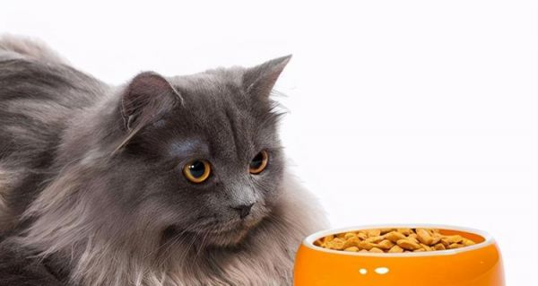 四个月大的猫一天需要多少猫粮（宠物养护指南）