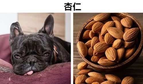 宠物健康饮食之道指南