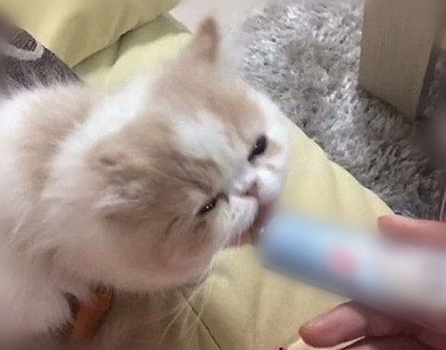 宠物贫血病因:营养不均衡