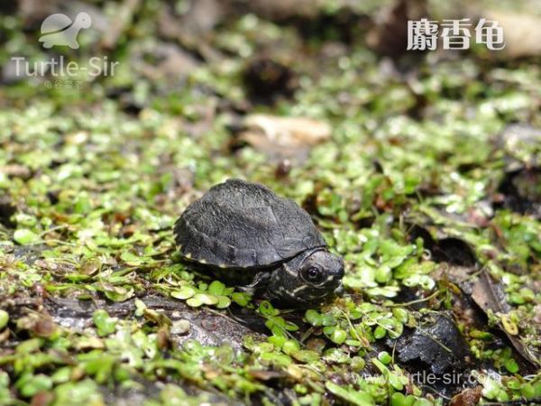 龟谷鳖老养龟玩龟心经之宠物龟的寿命