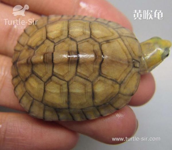 龟谷鳖老养龟玩龟心经之宠物龟的寿命
