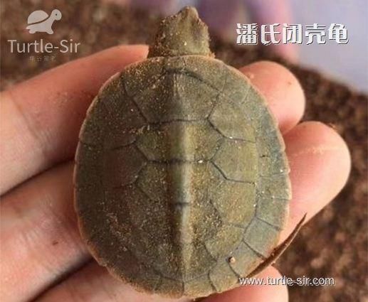 龟谷鳖老养龟玩龟心经之宠物龟的寿命