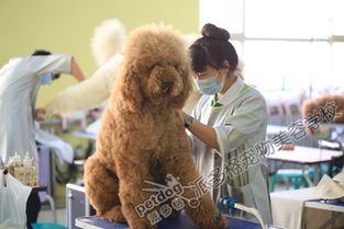 宠物美容，清洁护理，造型提升，健康守护。