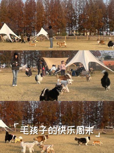 毛孩子的快乐周末