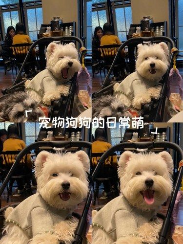 宠物狗狗的日常萌