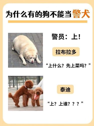 笑不活！这些狗狗当警犬“上岗失败”