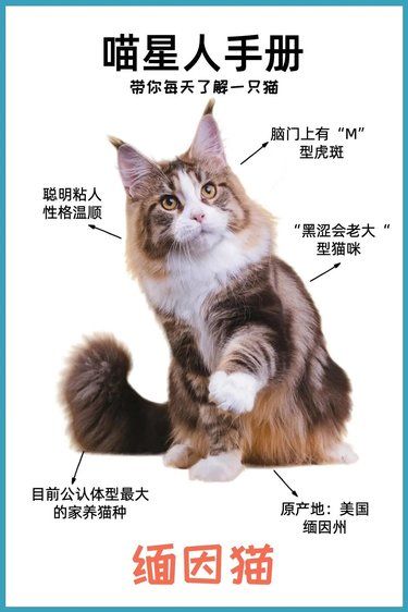 你看就很贵的猫