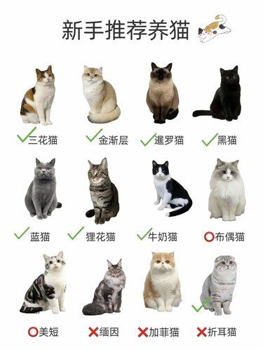 新手养猫看过来