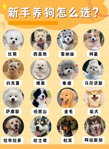 新手养狗秘籍，不看后悔系列