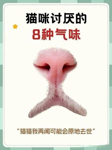 猫咪讨厌的气味合集~甚至会要猫命！ 
