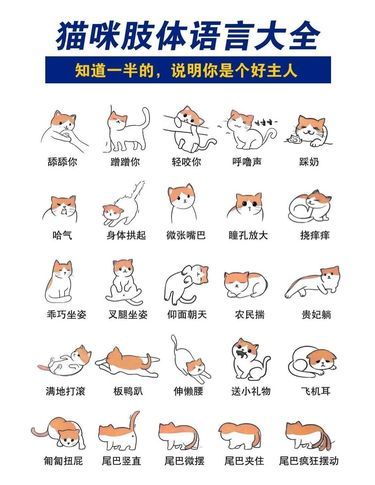 喵星人肢体语言大全，太有意思了[笑哭]