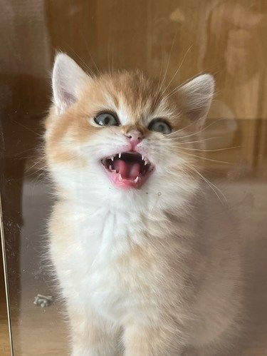 南通三只猫宠物·超大繁育基地·精品宠物猫舍