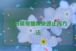 今日萌宠猫咪快速止泻方法