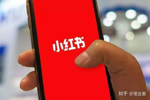宠物选购,指南!