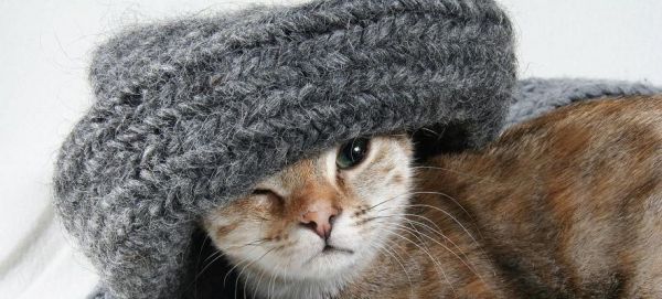 猫咪的成长故事（一只小猫咪的趣事和经历）
