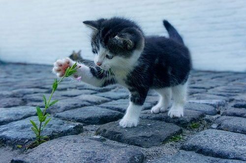 小猫固执,伊丽莎白宠爱,宠物情谊浓。