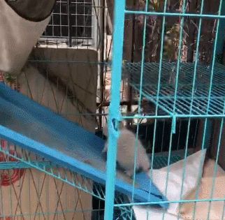 真实故事！一波三折的流浪猫救助全纪录，救助者：五只猫等您领养